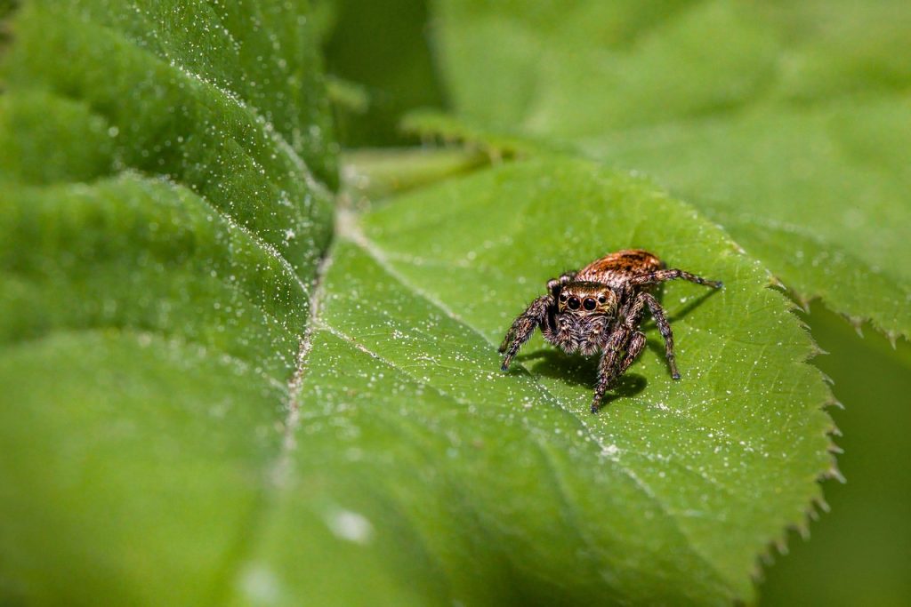 Spider Mites