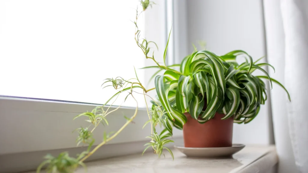 Spider Plant Care Guide