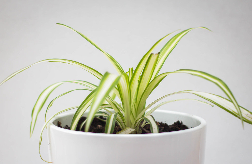 Spider-Plant-Fertilizing