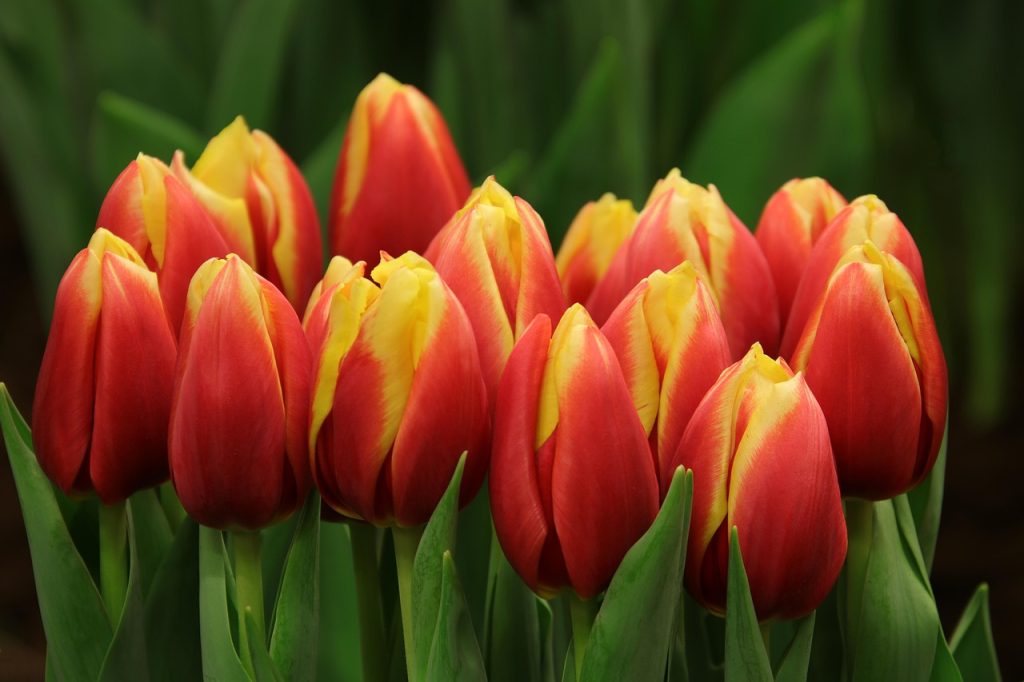 Spring Bulb Planting