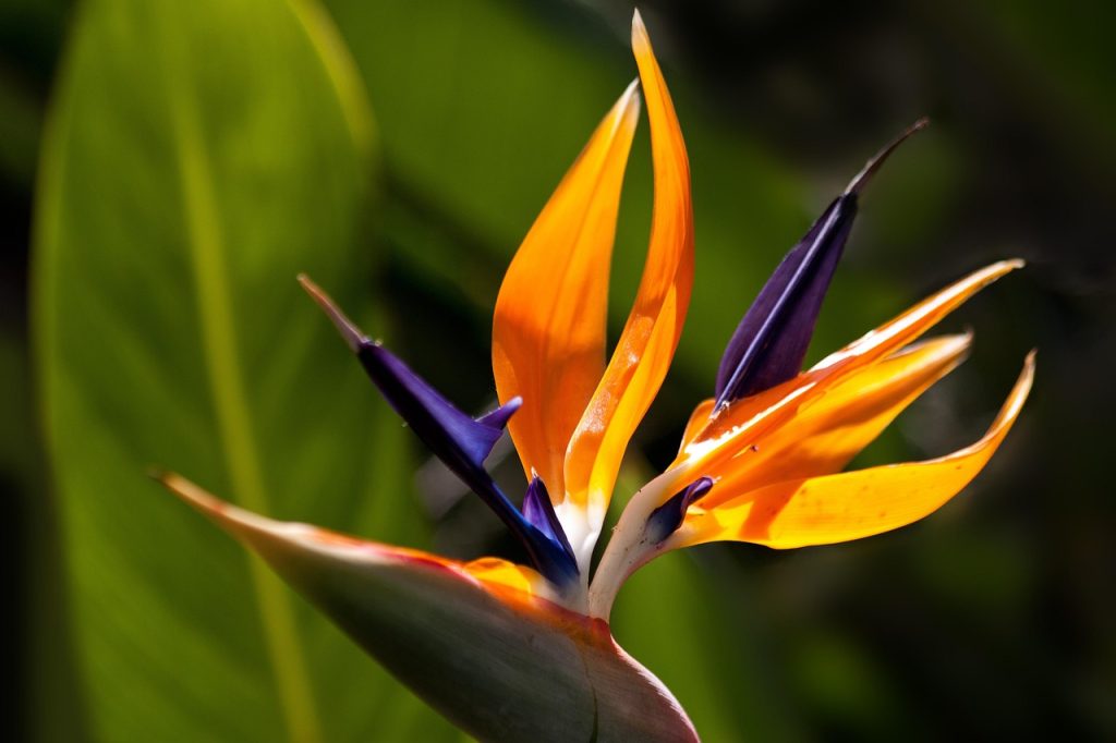 Strelitzia reginae
