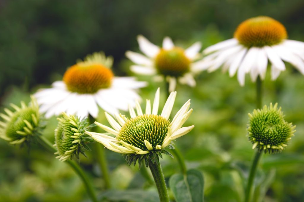 Summer Plants for Beginners