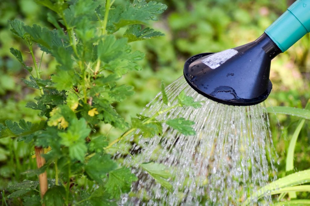 Summer Watering Schedule