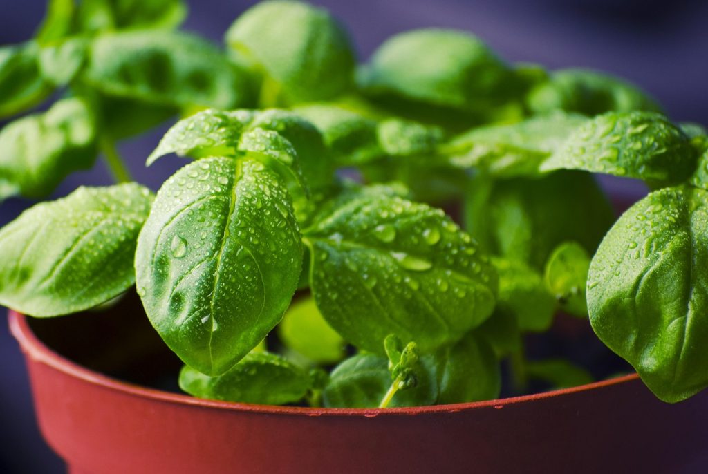 Summer Watering Schedule for Container Plants