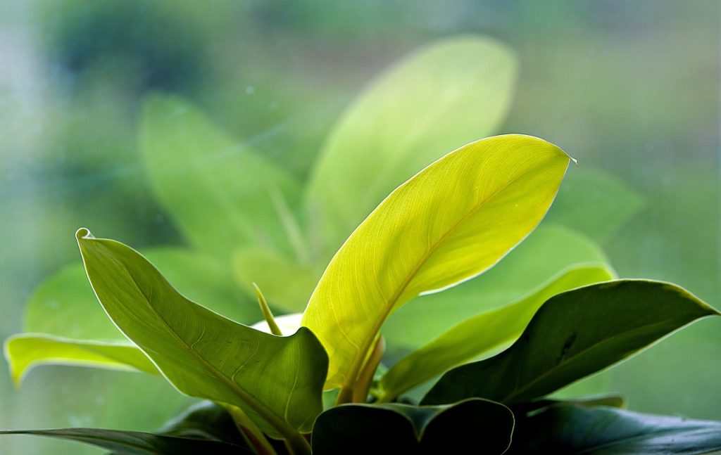 Tips for Low Light Indoor Plants