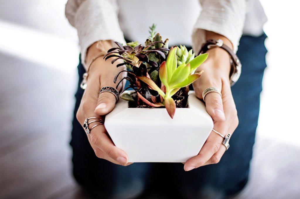 Tips for New Plant Owners