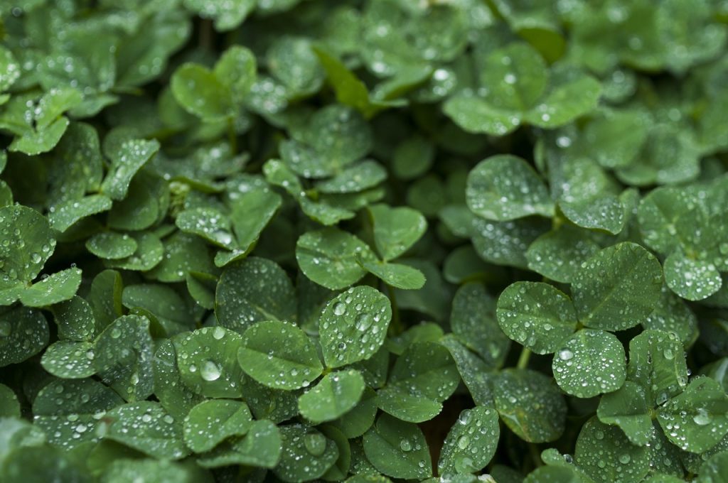 Tips for Plant Care in the Rainy Season