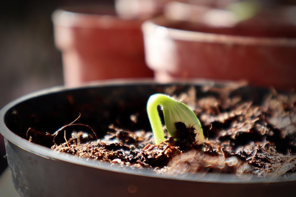 Tips for Safe Repotting Success