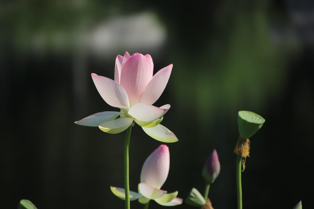 Tranquil Plants