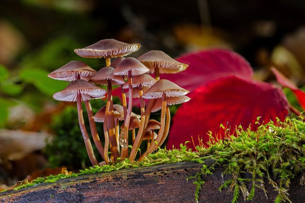 Type of Plant Is a Mushroom