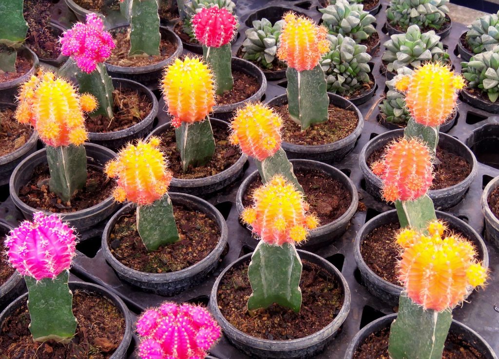 Types of Cactus Plants