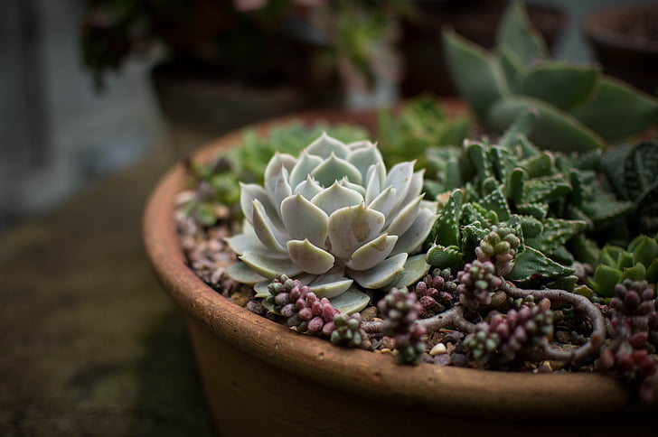 Types of Jade Plants