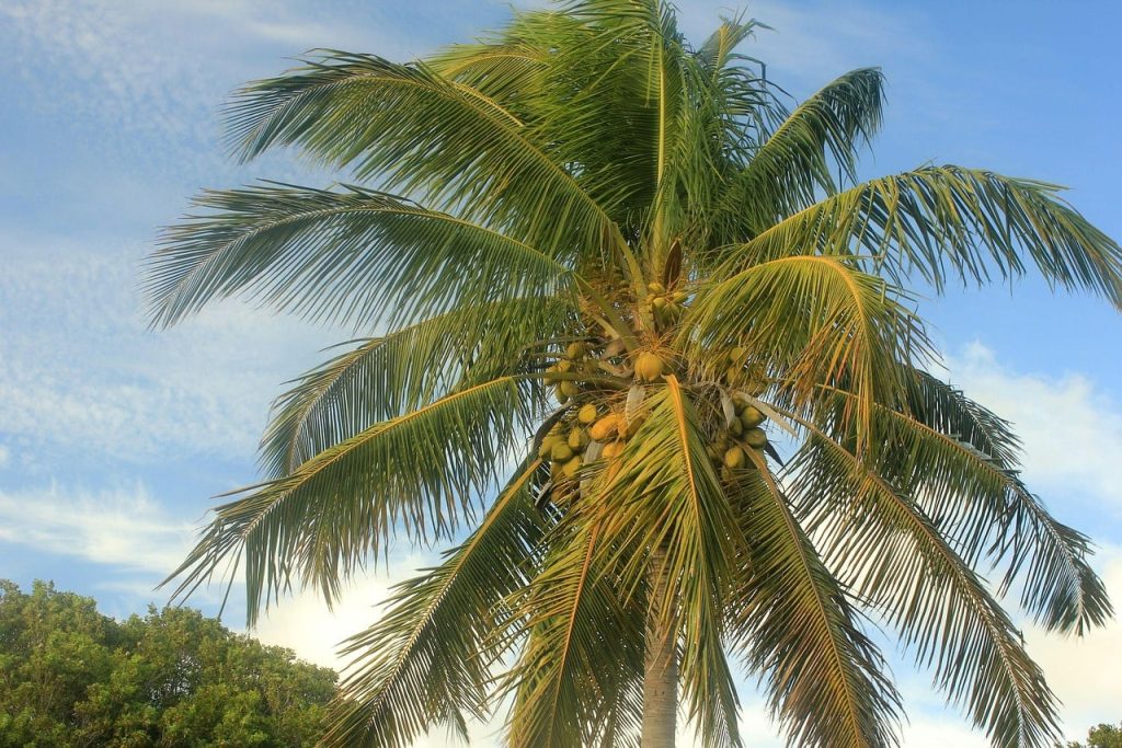 Types of Palm Plants