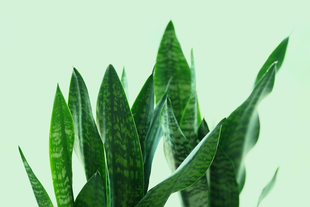 Types of Snake Plants