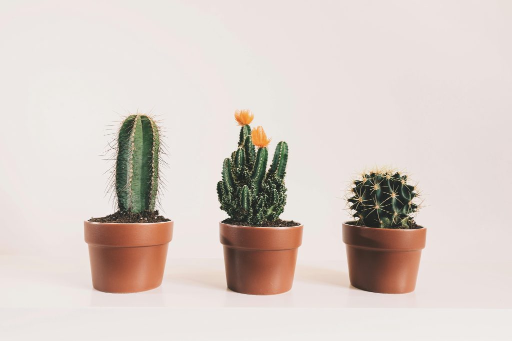 Types of Succulent Plants