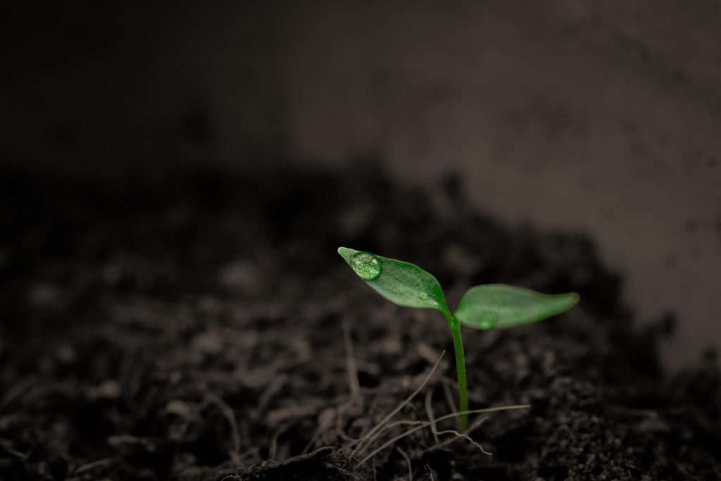Using Garden Soil in Outdoor Pots