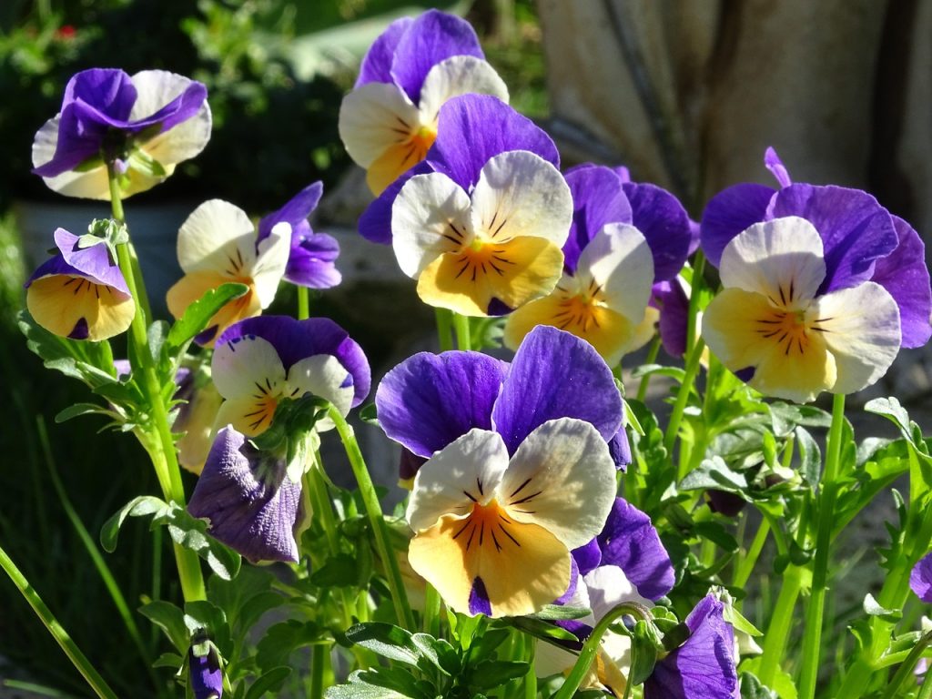 Viola spp