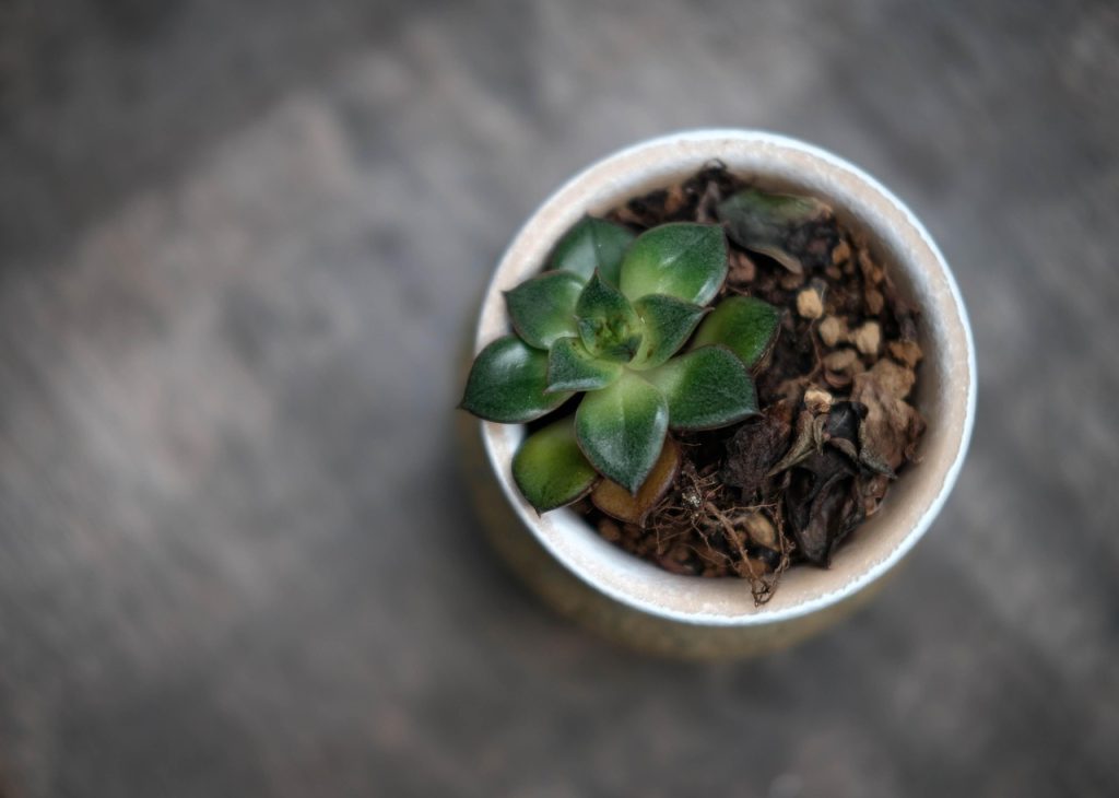 Watering Houseplants