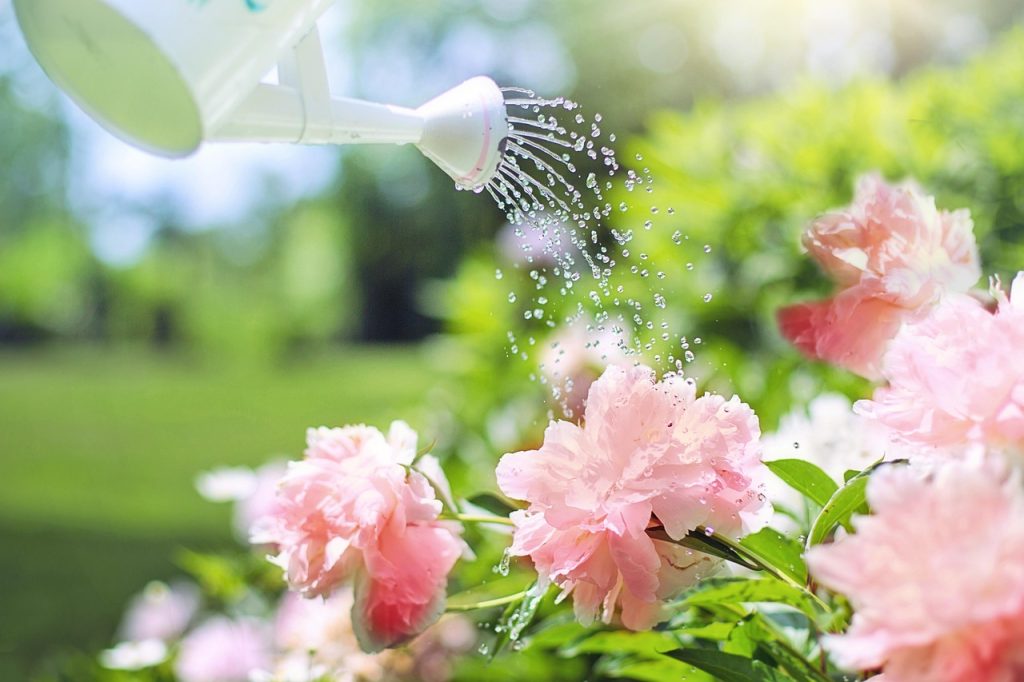 Watering Schedule for Container Plants