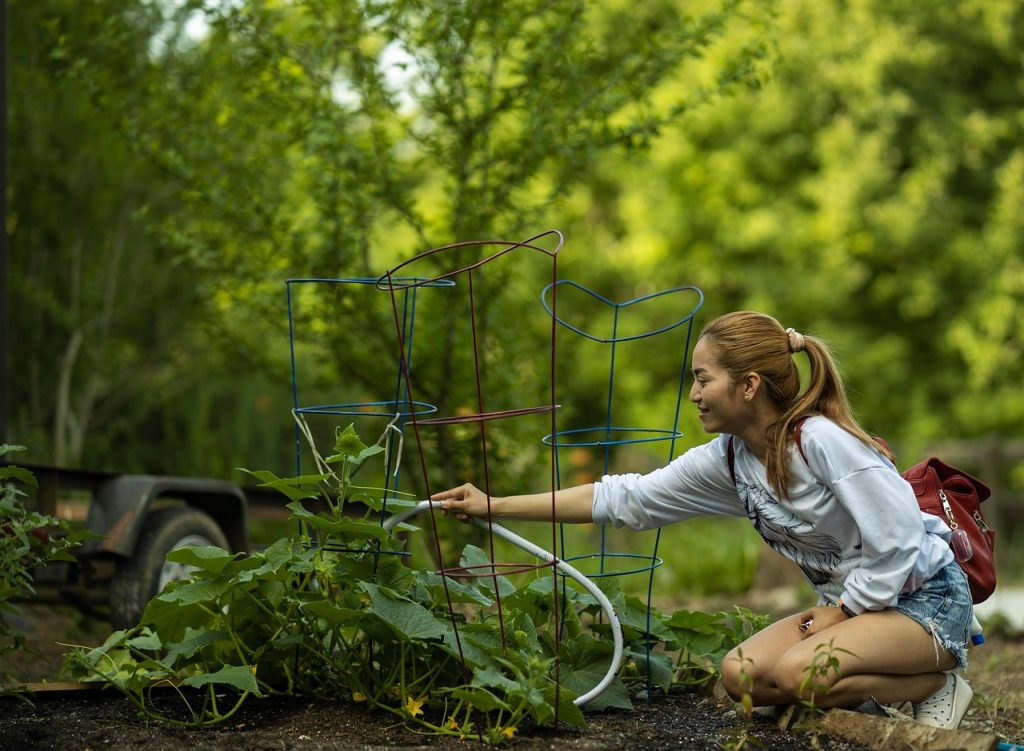 Watering Schedule for Plants