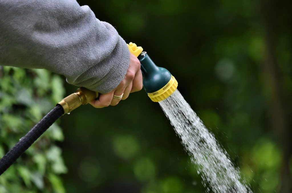 Watering Your Jade Plant