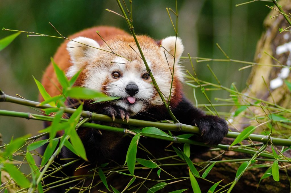 What Types of Animals Eat Only Plants