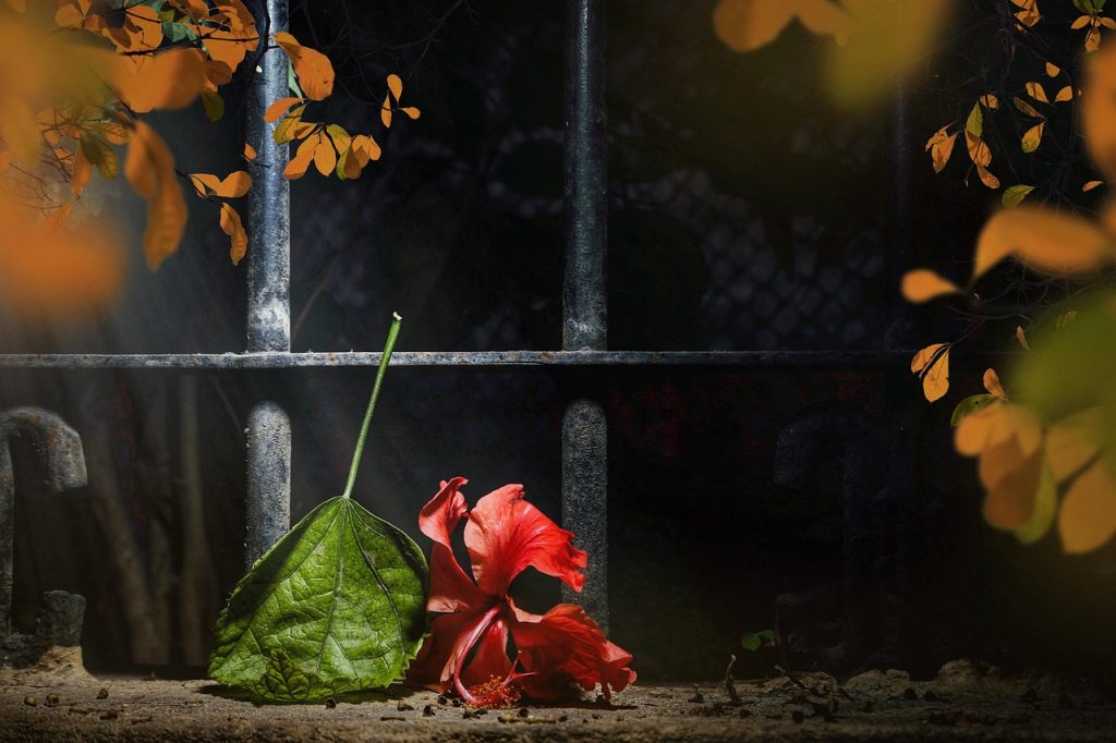 Wilting Leaves