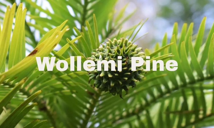 Wollemi Pine