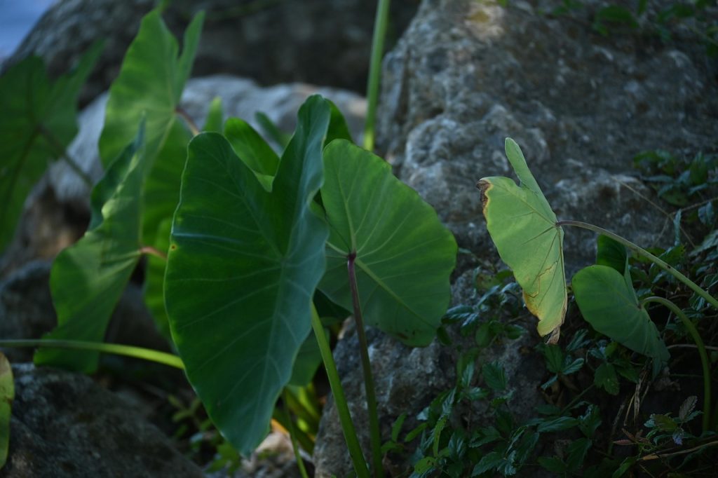 Xanthosoma