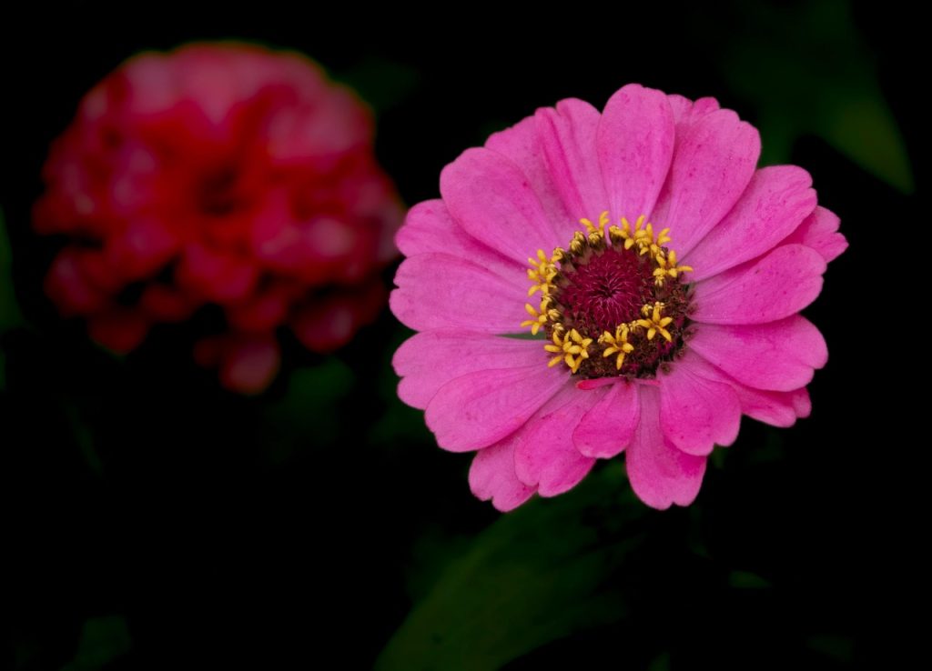 Zinnia