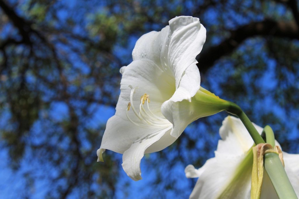 amaryllis family plants