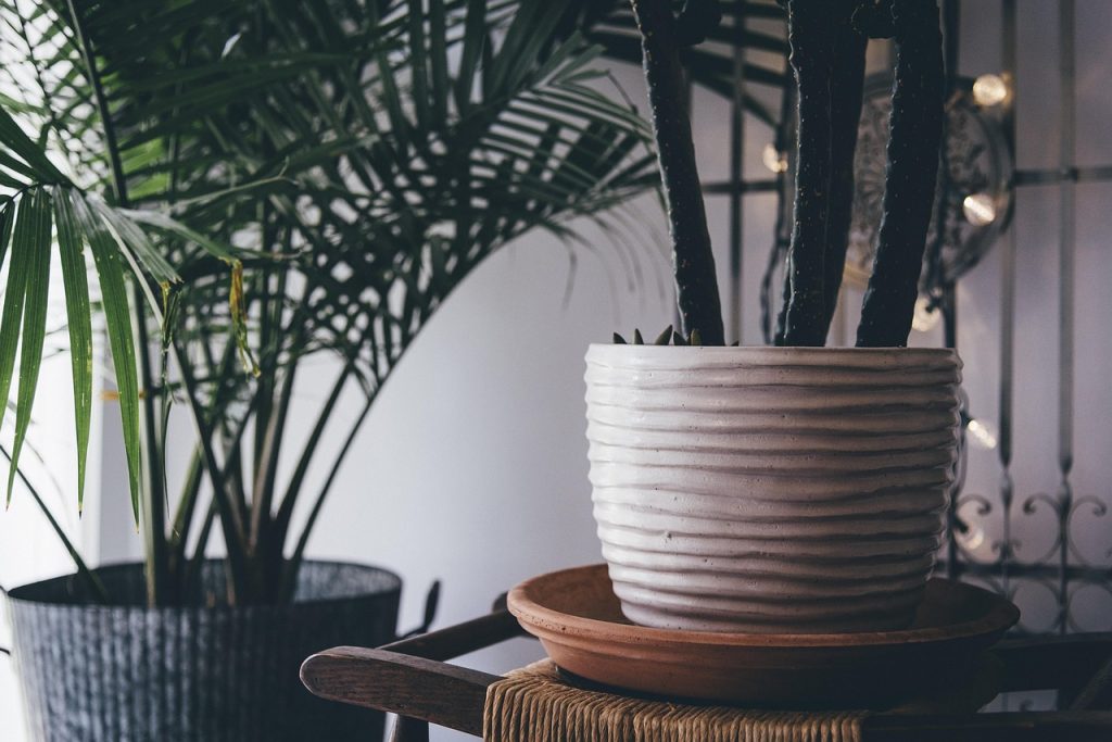Care Tips for Indoor Plants