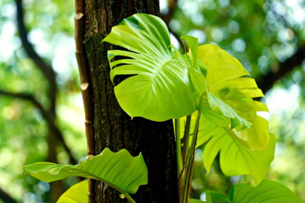 Care of Anthuriums