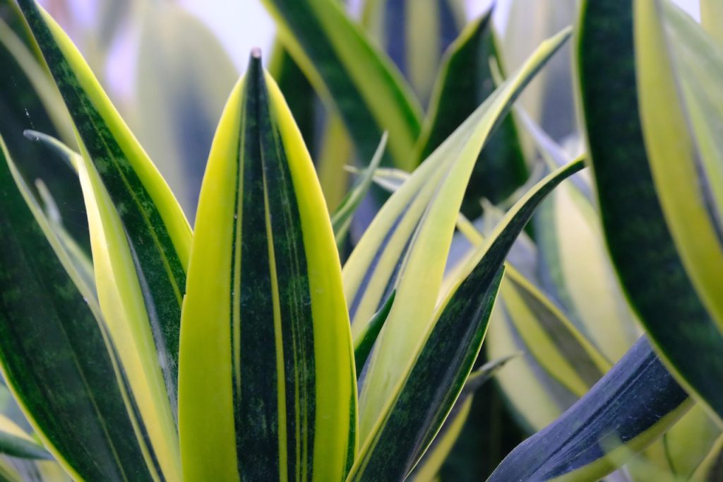Care of Snake Plants