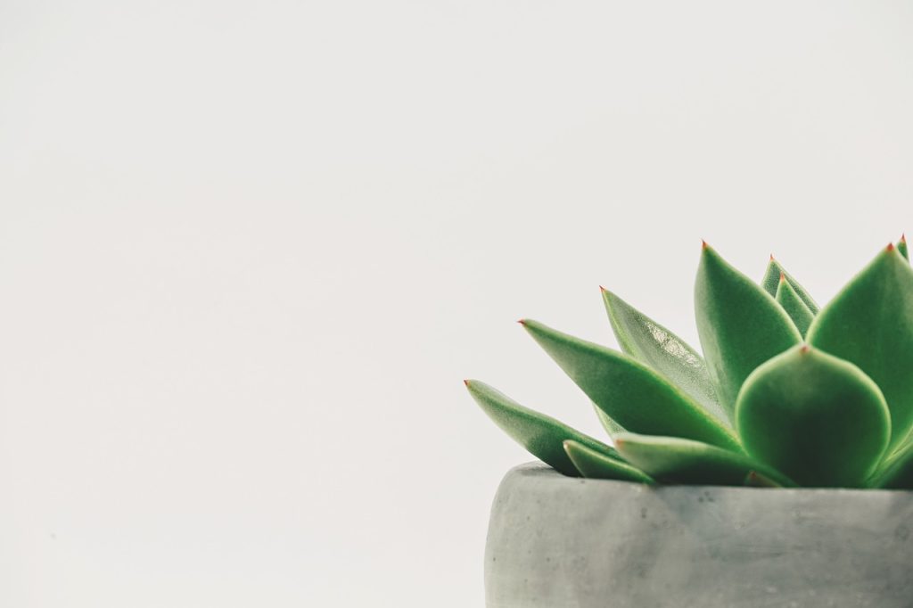 Caring for Indoor Plants