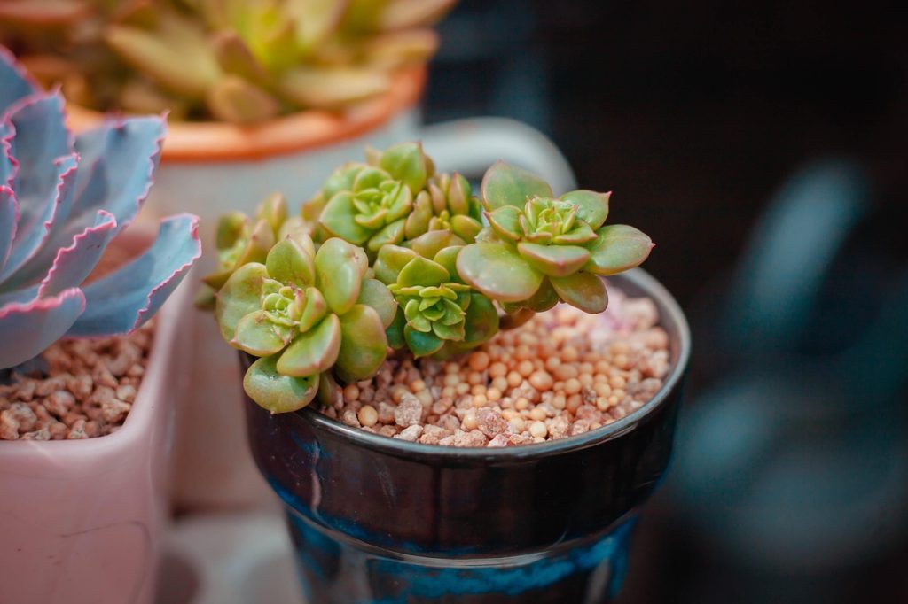 Feeding Your Plants