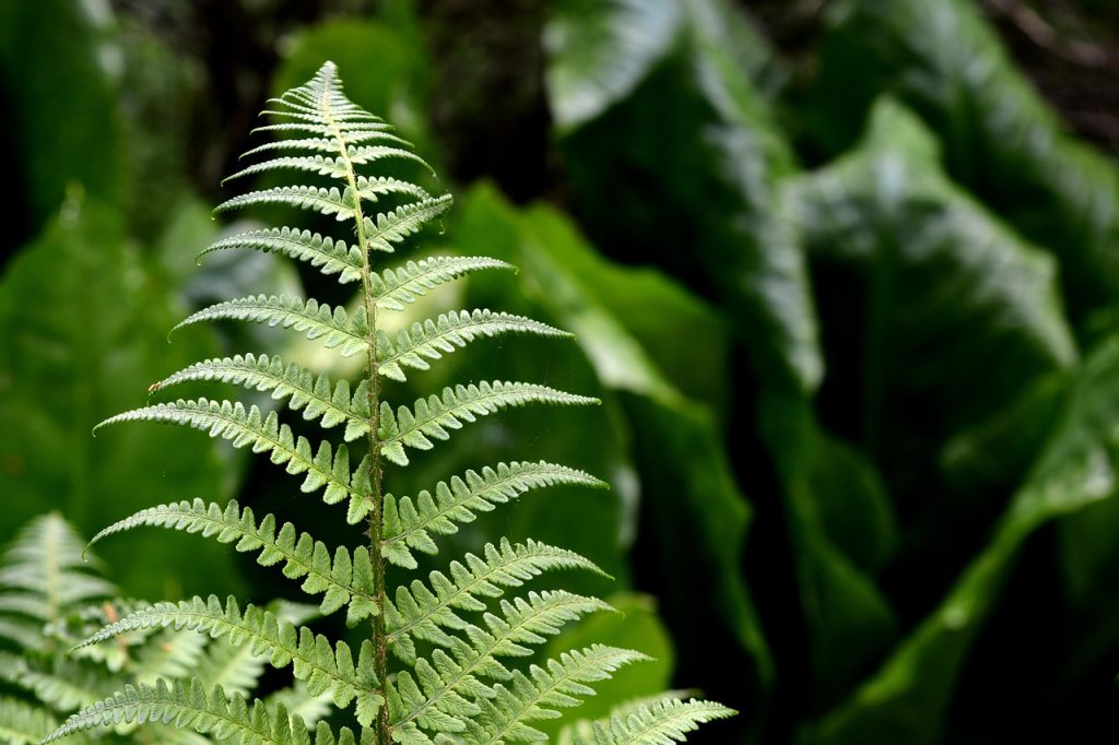 Ferns