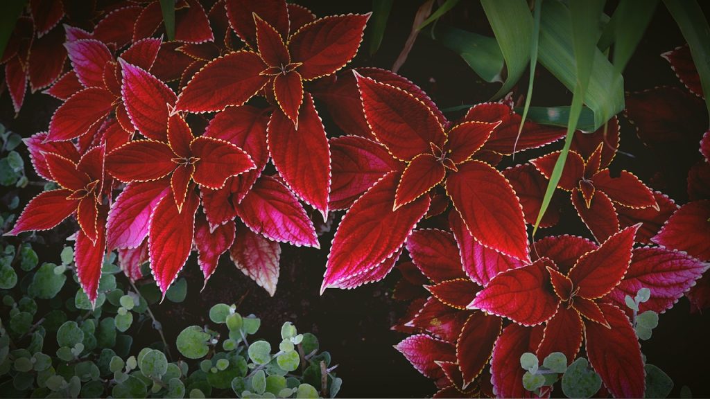 Garden Bed
