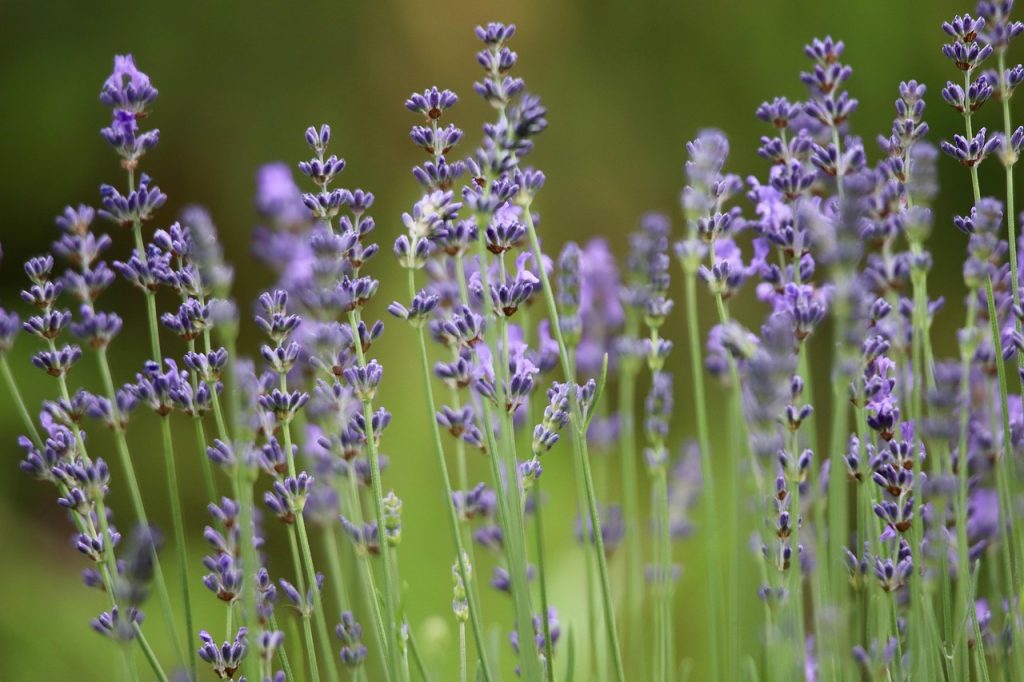 Gardening with Lavender