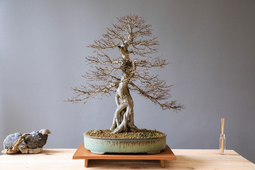 Growing Bonsai