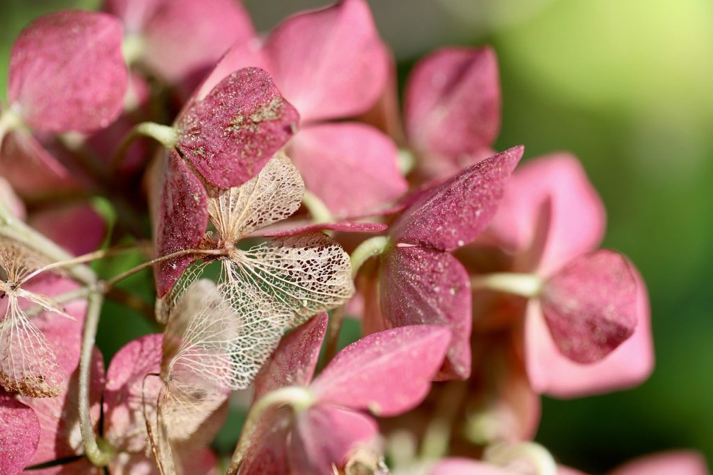 Growing Hydrangeas