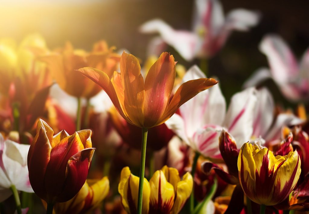 Guide to Outdoor Gardening