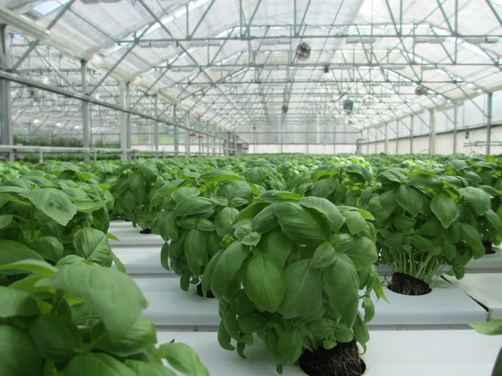 Herb-Gardening