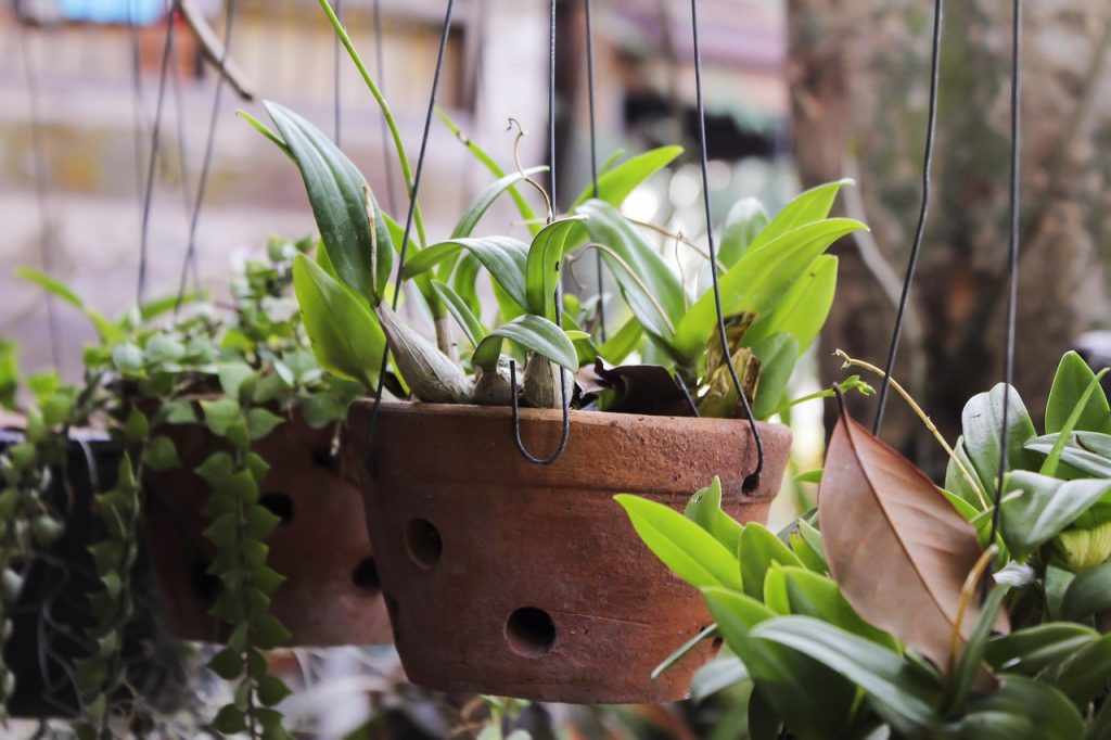 Indoor Plants Tips Care and Benefits