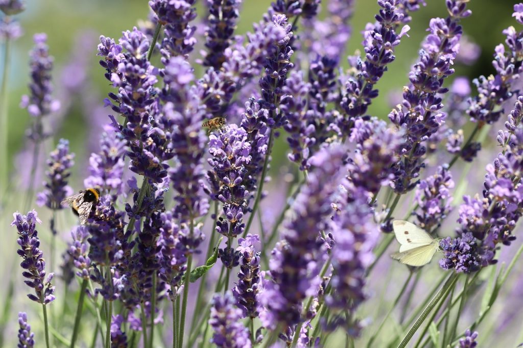 Lavender guide