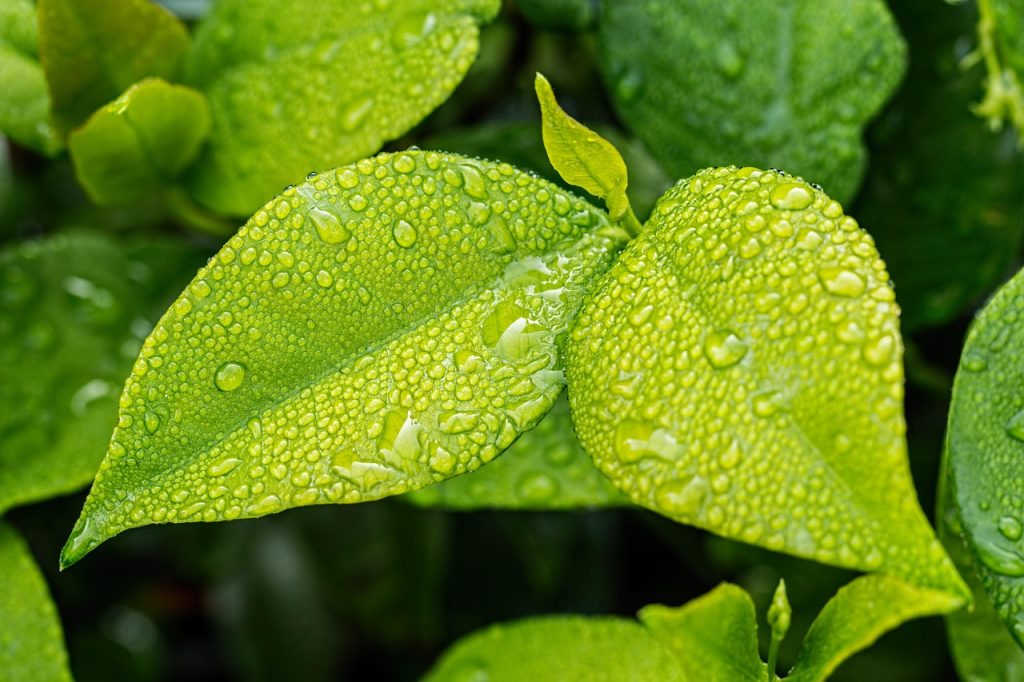Lush Greenery