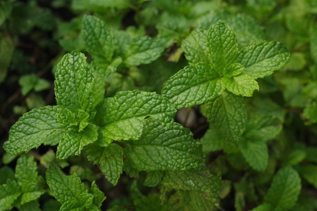 Magic of Mint