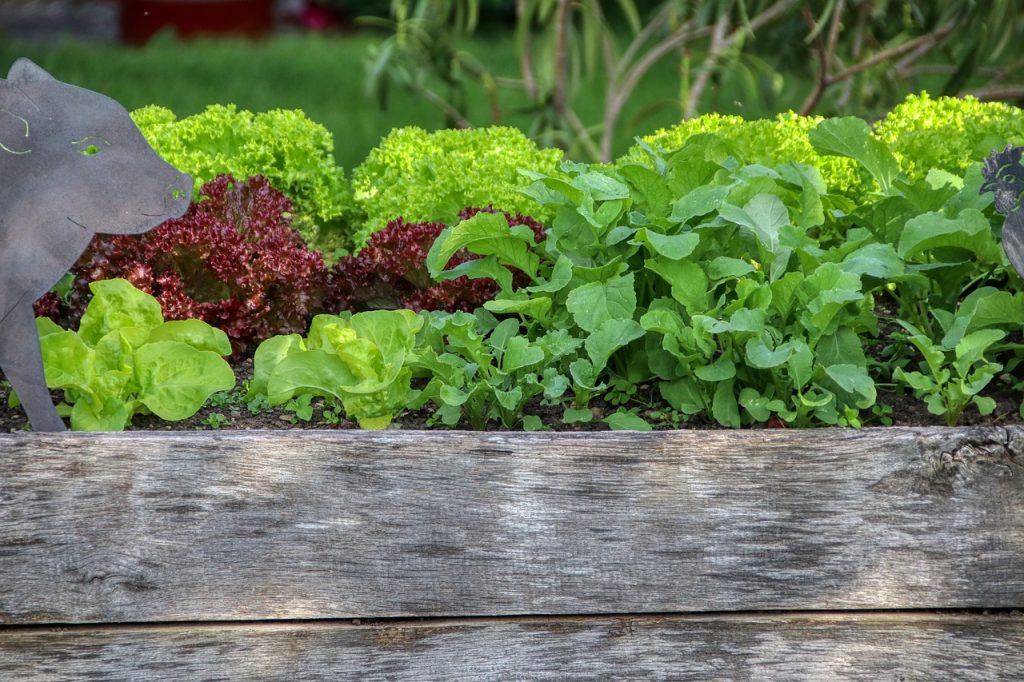 Maintaining Your Garden