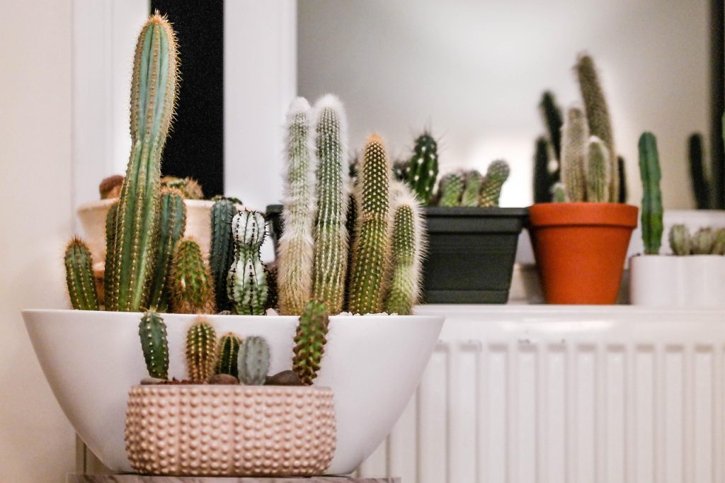 Mastering Indoor Plant Care