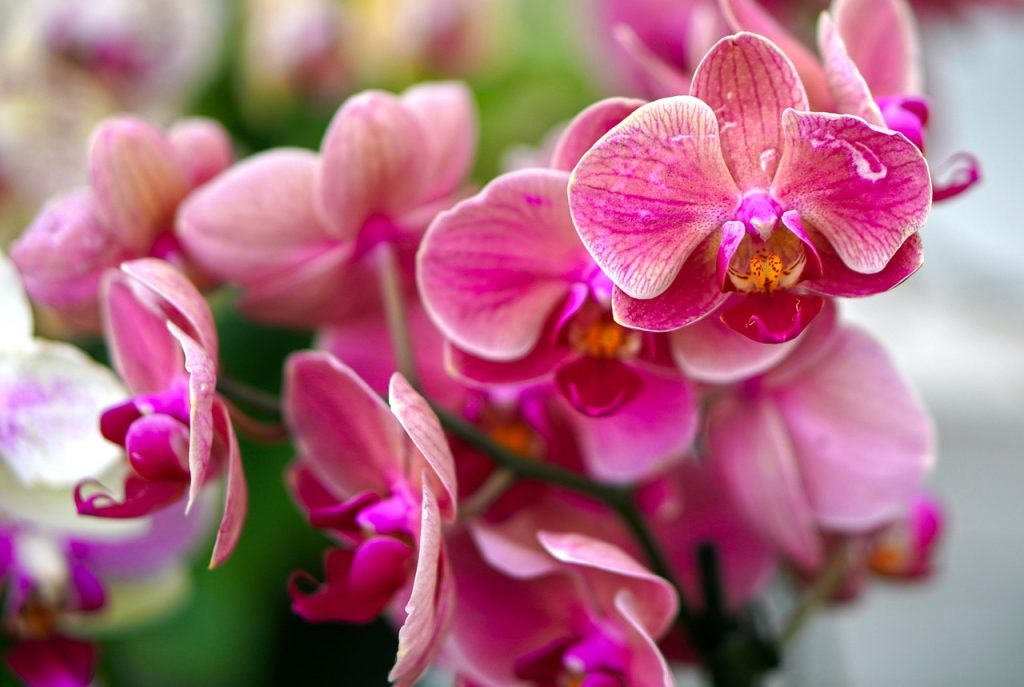Orchids